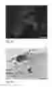 Fig. 11 - Human embryonic stem cell-derived connective tissue progenitors for tissue engineering