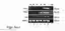 Fig. 12 - Human embryonic stem cell-derived connective tissue progenitors for tissue engineering