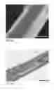 Fig. 18 - Human embryonic stem cell-derived connective tissue progenitors for tissue engineering