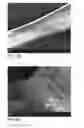 Fig. 19 - Human embryonic stem cell-derived connective tissue progenitors for tissue engineering