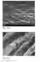 Fig. 20 - Human embryonic stem cell-derived connective tissue progenitors for tissue engineering
