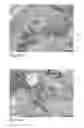 Fig. 25 - Human embryonic stem cell-derived connective tissue progenitors for tissue engineering