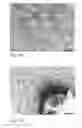 Fig. 26 - Human embryonic stem cell-derived connective tissue progenitors for tissue engineering