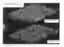Fig. 01 - Method of forming tissue structure image of processed food or raw material for producing the same