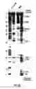 Fig. 04 - High-throughput RNA structure analysis