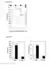 Fig. 03 - METHOD FOR PREVENTING OR TREATING CISPLATIN-INDUCED NEPHROTOXICITY