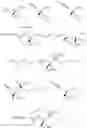 Fig. 65 - COMPOSITIONS AND METHODS FOR THE TREATMENT OF MUCOSITIS