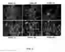 Fig. 06 - Methods and Compositions for Treating Inflammation and Inflammation-Related Pathologies