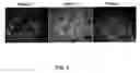 Fig. 07 - Methods and Compositions for Treating Inflammation and Inflammation-Related Pathologies