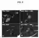 Fig. 09 - Methods and Compositions for Treating Inflammation and Inflammation-Related Pathologies