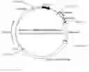 Fig. 01 - Recombinant constructs and transgenic fluorescent ornamental fish therefrom