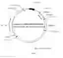 Fig. 02 - Recombinant constructs and transgenic fluorescent ornamental fish therefrom