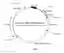 Fig. 03 - Recombinant constructs and transgenic fluorescent ornamental fish therefrom