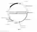 Fig. 05 - Recombinant constructs and transgenic fluorescent ornamental fish therefrom