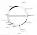 Fig. 06 - Recombinant constructs and transgenic fluorescent ornamental fish therefrom
