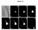 Fig. 17 - Conjugates of photo-activatable dyes