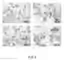 Fig. 09 - CELLS FOR THERAPY OF THE HEART, METHOD OF OBTAINING A CELL PREPARATION, AND CELL PREPARATION