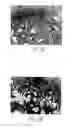 Fig. 08 - Fixation devices for tissue repair