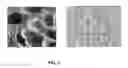 Fig. 02 - METHOD FOR OBTAINING THREE-DIMENSIONAL STRUCTURES FOR TISSUE ENGINEERING
