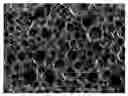 Fig. 01 - BIOMATERIAL