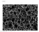 Fig. 02 - BIOMATERIAL
