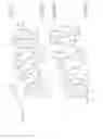 Fig. 03 - Artificial teeth