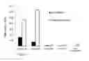 Fig. 04 - Method for isolation of afterbirth derived cells