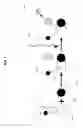 Fig. 02 - Biological targeting compositions and methods of using the same