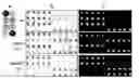 Fig. 01 - Methods for identification of alleles using allele-specific primers for amplification