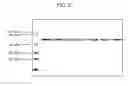 Fig. 06 - METHOD OF IMPROVING EFFICACY OF BIOLOGICAL RESPONSE-MODIFYING PROTEINS AND THE EXEMPLARY MUTEINS