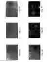 Fig. 05 - METHODS FOR PREPARING PURIFIED LIPOPEPTIDES