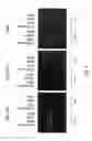 Fig. 05 - MODULATORS OF NEURONAL REGENERATION