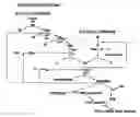 Fig. 01 - COMPOSITIONS AND METHODS FOR TREATING EXCESSIVE BLEEDING