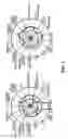 Fig. 02 - Antioxidant and physical performance effects of a grape extract