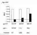 Fig. 22 - Method for determining human immunodeficiency virus (HIV) coreceptor utilization by examining gp41 molecular determinants