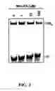 Fig. 04 - Target and method for inhibition of bacterial RNA polymerase