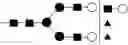 Fig. 197 - NOVEL SPECIFIC CELL BINDERS