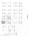 Fig. 02 - HIERARCHICAL ASSEMBLY OF POLYNUCLEOTIDES