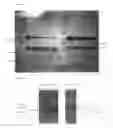 Fig. 02 - Use of Matrix Metalloproteinases, Mutated and Not Mutated, for the Preparation of Pharmaceutical Compositions, and Mutated Metalloproteinases with Increased Stability