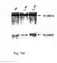 Fig. 07 - Process for producing modified reconstituted sendai viral envelope specific for drug and/or gene delivery to liver cells
