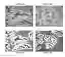Fig. 01 - Sequential analysis of biological samples
