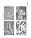 Fig. 25 - Sequential analysis of biological samples