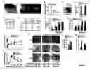 Fig. 02 - Methods for identifying or assaying for agents that increase beta-cell proliferation, insulin secretion, insulin sensitivity, glucose tolerance and decrease fat mass