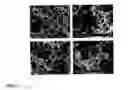 Fig. 06 - SUBSTRATE FOR THE GROWTH OF CULTURED CELLS IN THREE DIMENSIONS