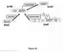 Fig. 46 - Methods of Producing Modified Assembly Lines and Related Compositions