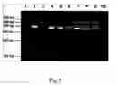 Fig. 02 - SIMULTANEOUS DETECTION, DIFFERENTIATION AND TYPING SYSTEM OF NEWCASTLE DISEASE AND AVIAN INFLUENZA VIRUSES