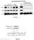 Fig. 09 - COMPOSITIONS AND METHODS FOR MODULATING EPSILON PROTEIN KINASE C-MEDIATED CYTOPROTECTION