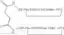 Fig. 06 - IMMUNOMODULATORY PEPTIDES