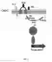 Fig. 02 - Methods of inhibiting bacterial virulence and compounds relating thereto