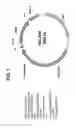 Fig. 02 - POLYNUCLEOTIDE THERAPY